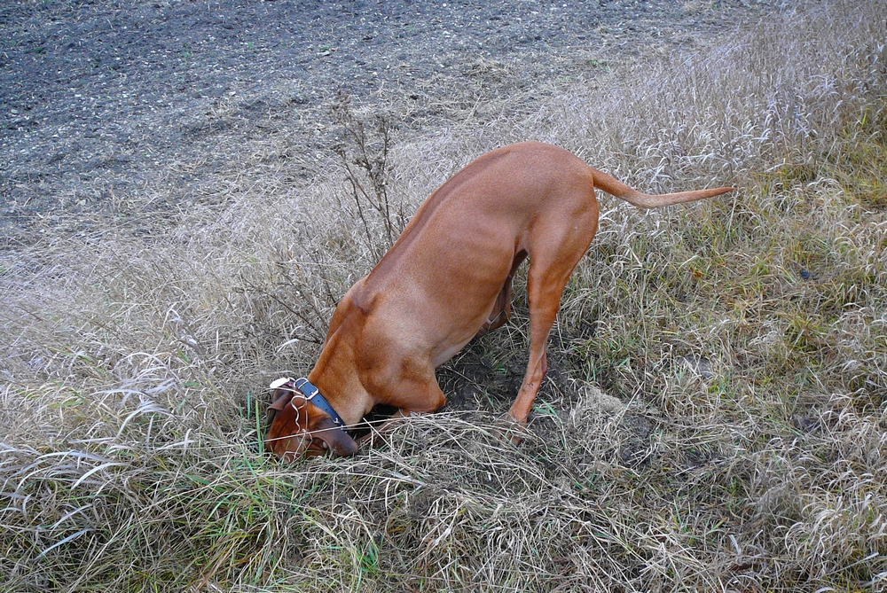 P1000118.JPG