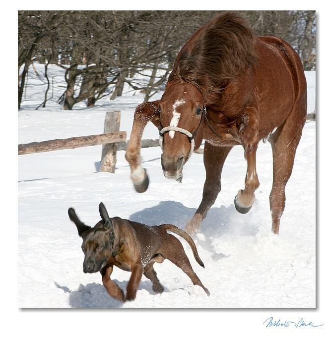 ridgeback a kun.JPG