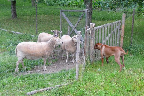 český ráj 2008 050.jpg