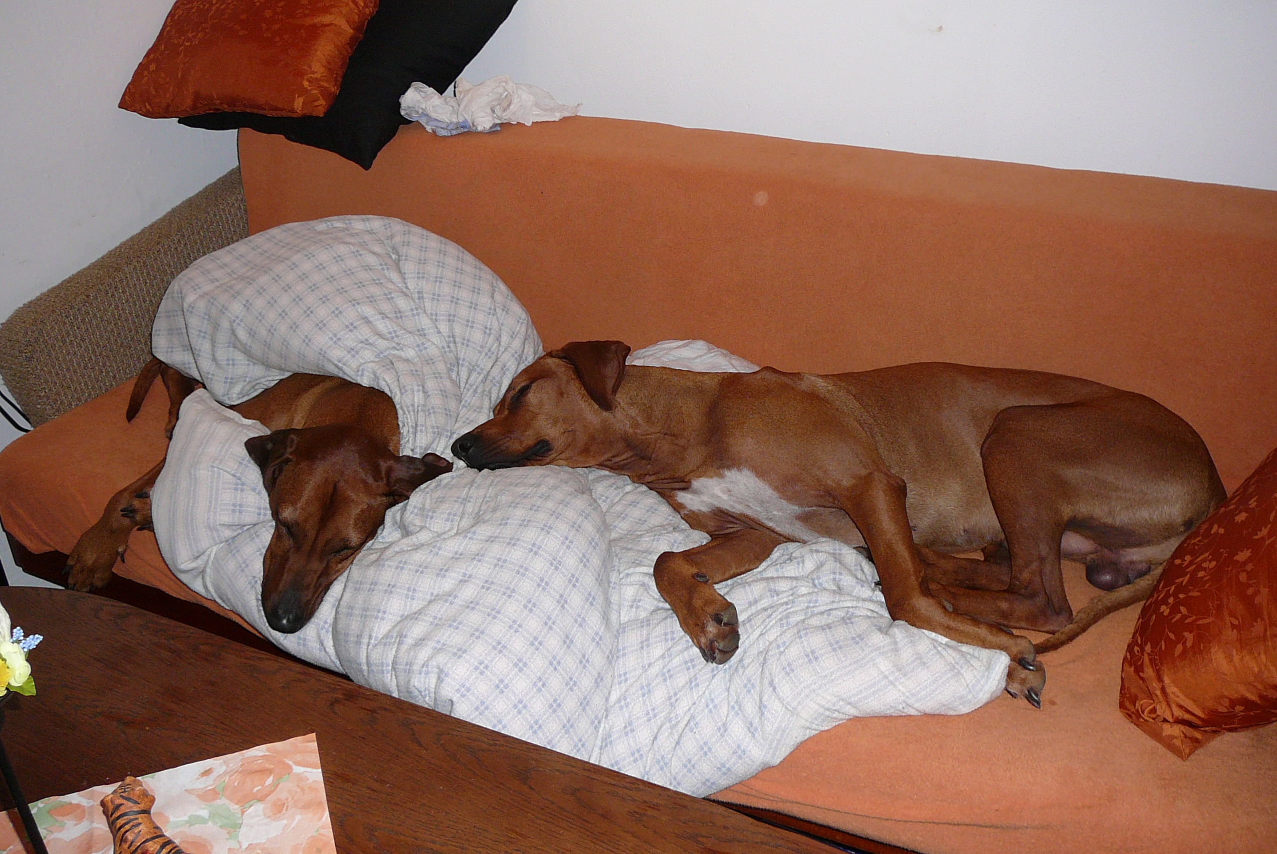 foto 017.jpg
