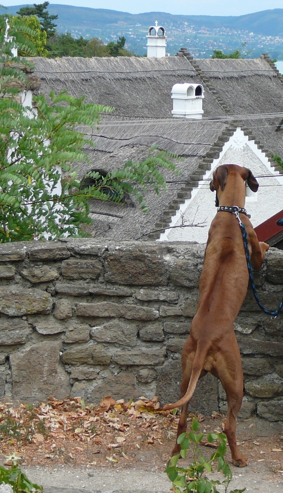 P1030060.JPG